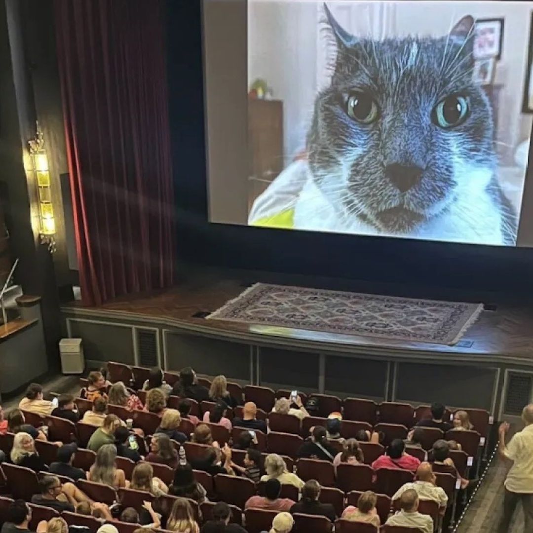 Lanzan película con puros videos de gatos en cines
