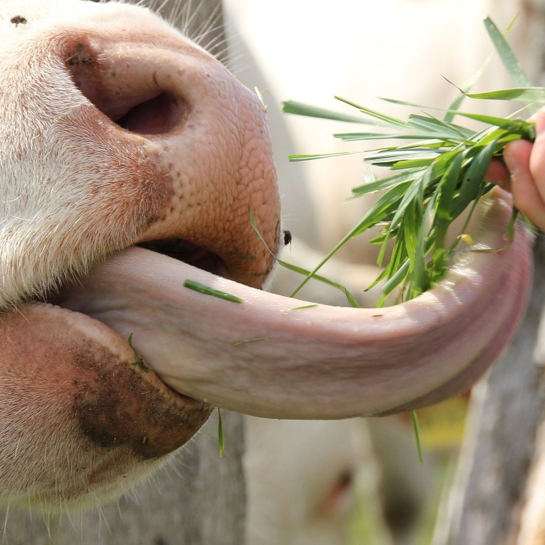 El ganado vacuno, como las vacas, puede ser víctima de lengua azul