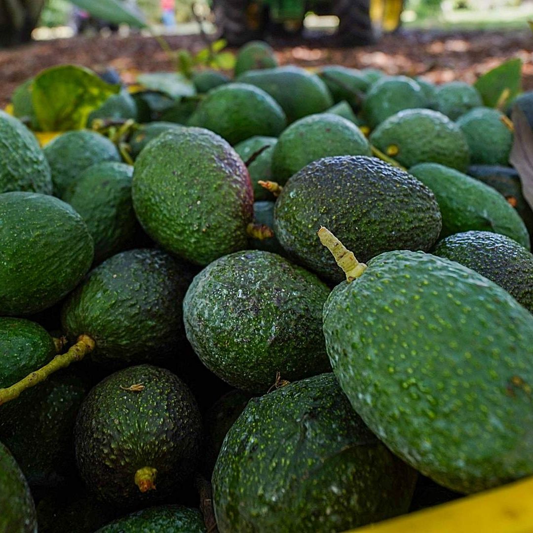 Cuidan Aguacate para el Super Bowl: Michoacán Activa Vigilancia Nocturna en Empacadoras