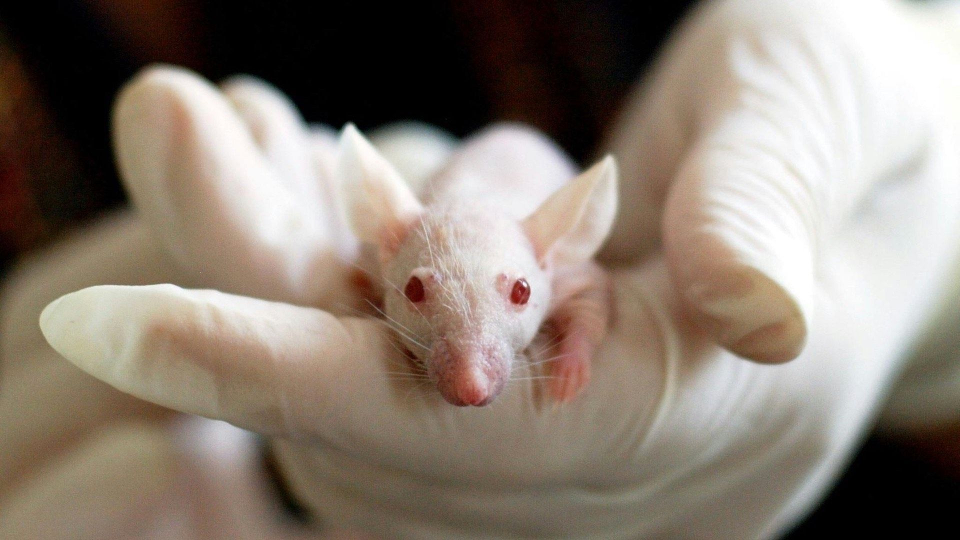 Microplásticos puede causar trombosis en cerebros de ratones