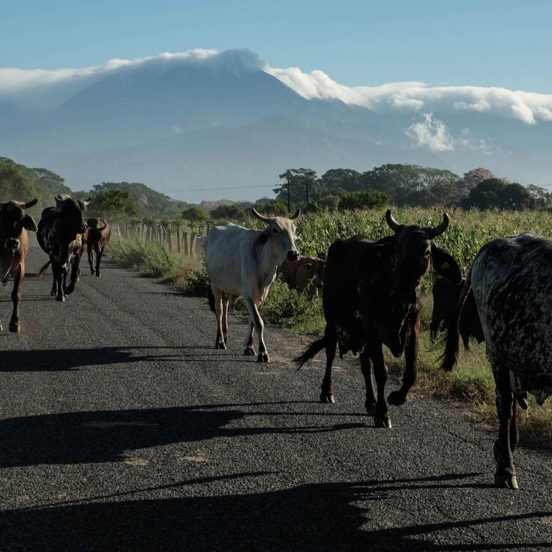 El gusano barrenador se ha extendido por varios estados de México.