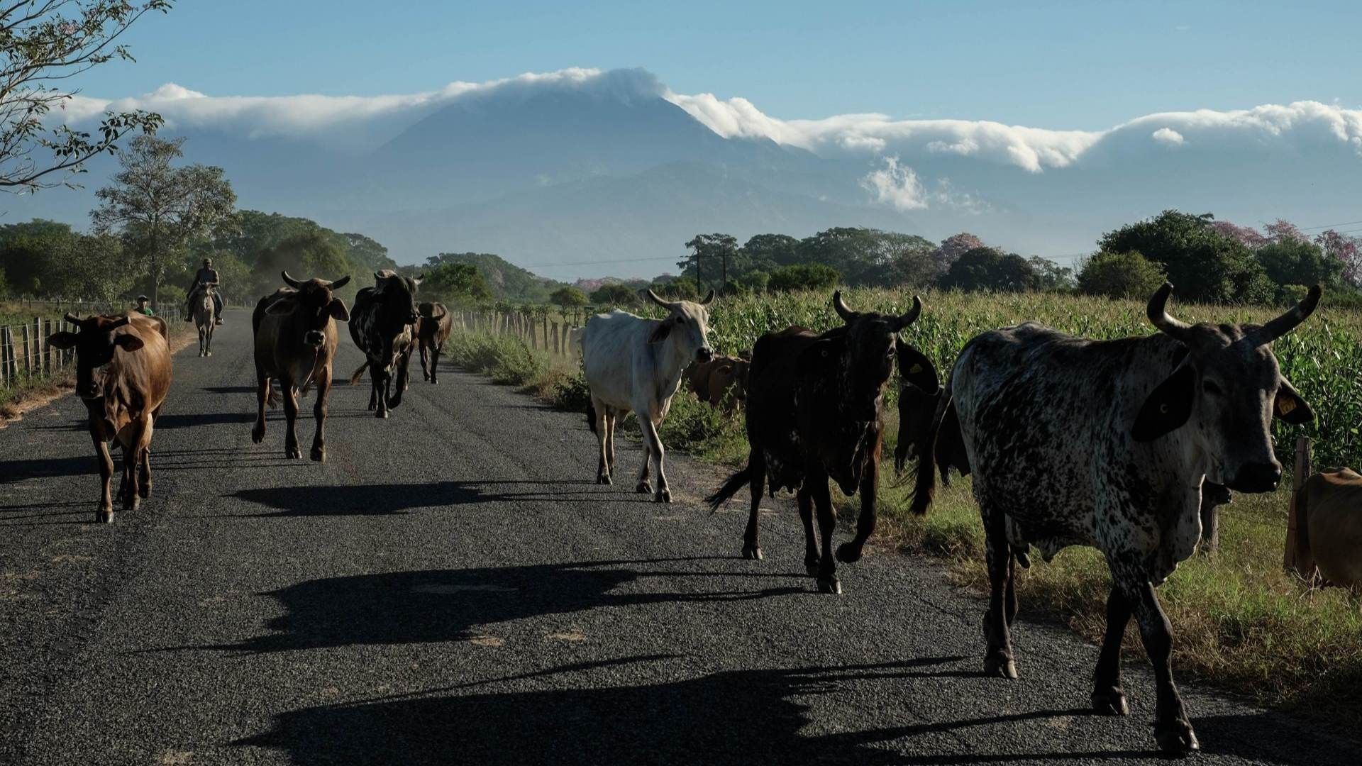 El gusano barrenador se ha extendido por varios estados de México.