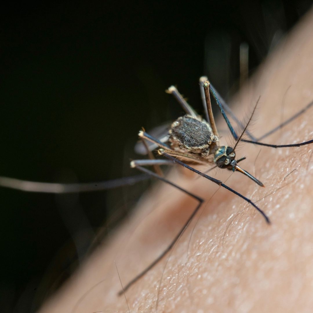 Fármaco vuelve la sangre venenosa para los mosquitos, ¿será un nuevo repelente?