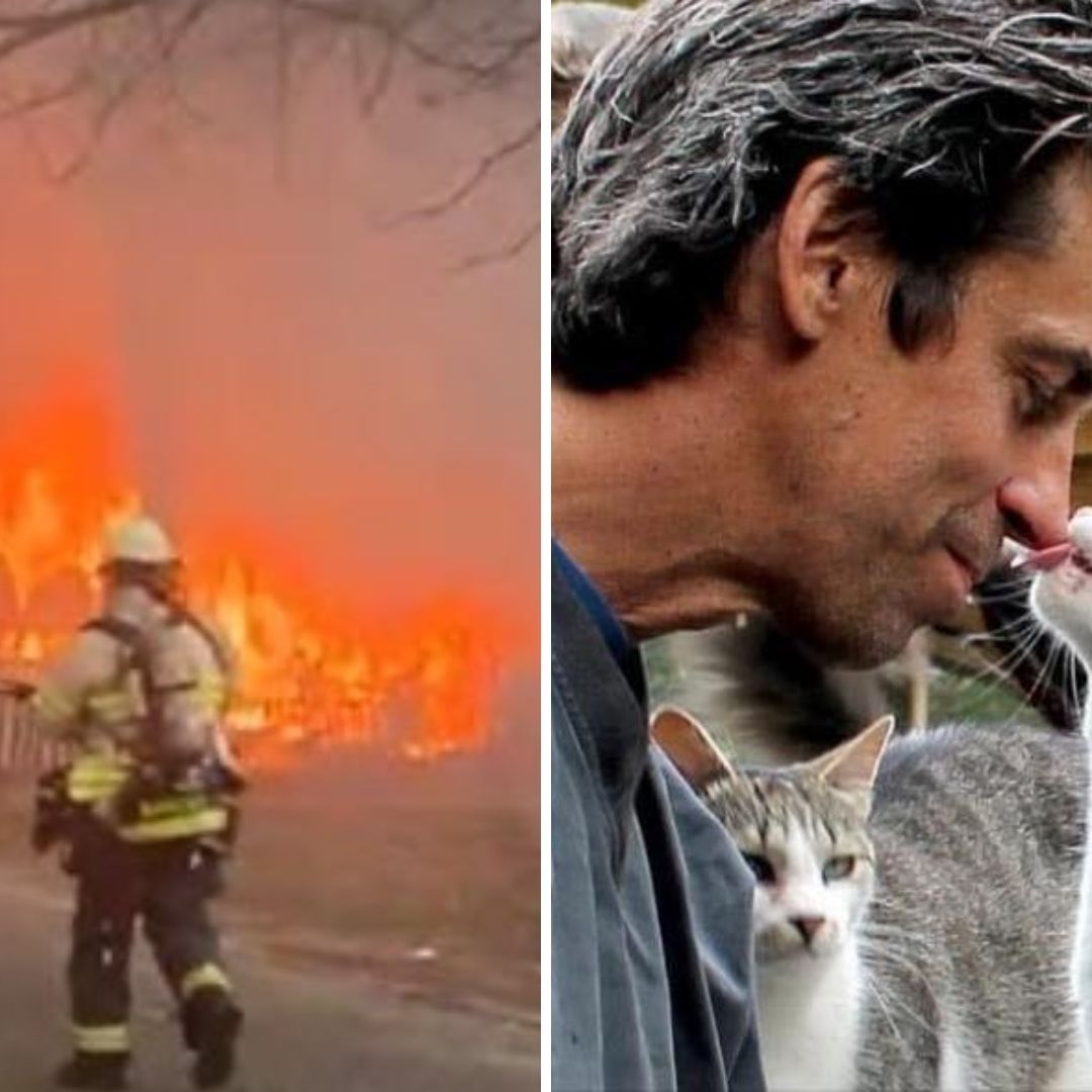 Mueren Más de 100 Michis y su Cuidador Durante Incendio en Refugio de Gatos