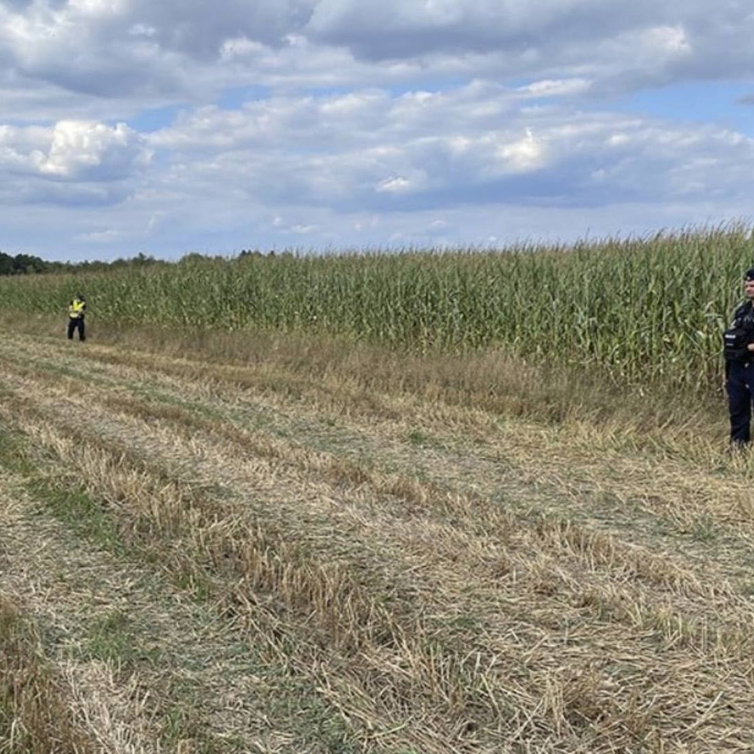 Dos sujetos vestidos de negro en un campo de maíz.