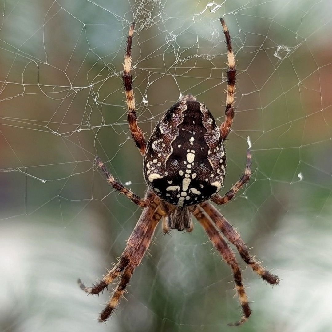 Hombre Muere por Mordedura de Araña que Compró por Internet