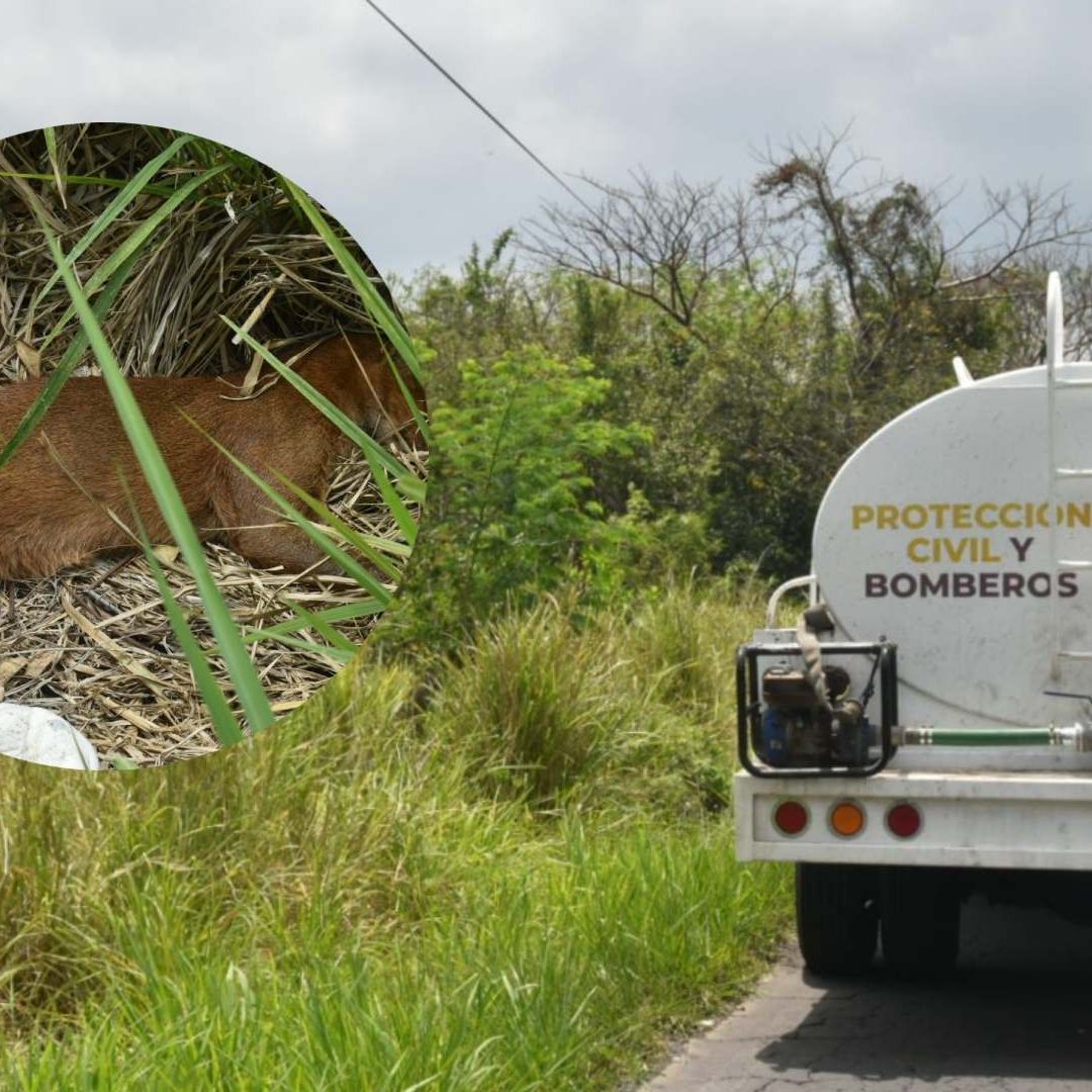 movilización por ejemplar de jaguarundi muerto en carretera de Veracruz.