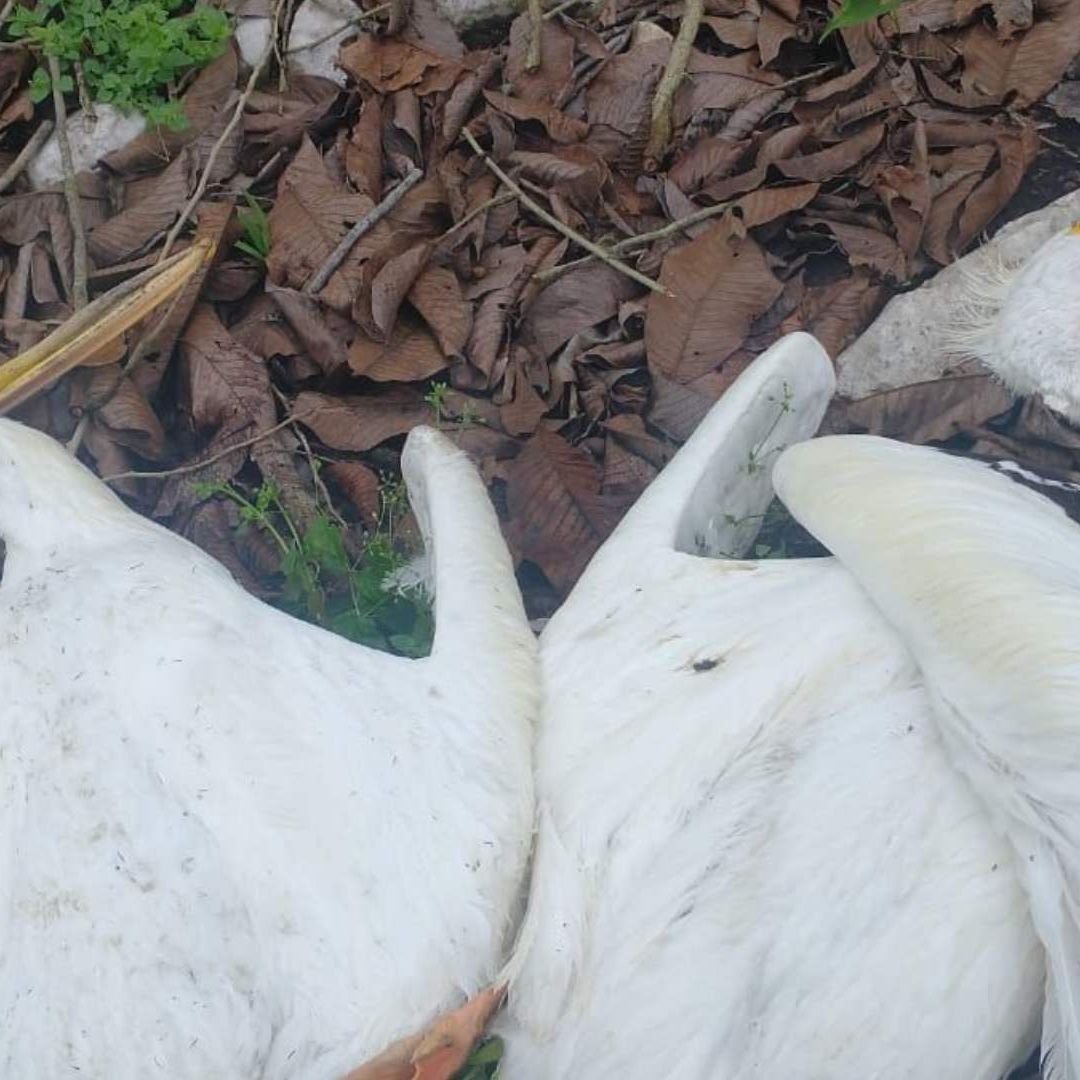 Encuentran Seis Pelícanos Muertos en Parcela Localidad La Esperanza Atoyac Veracruz