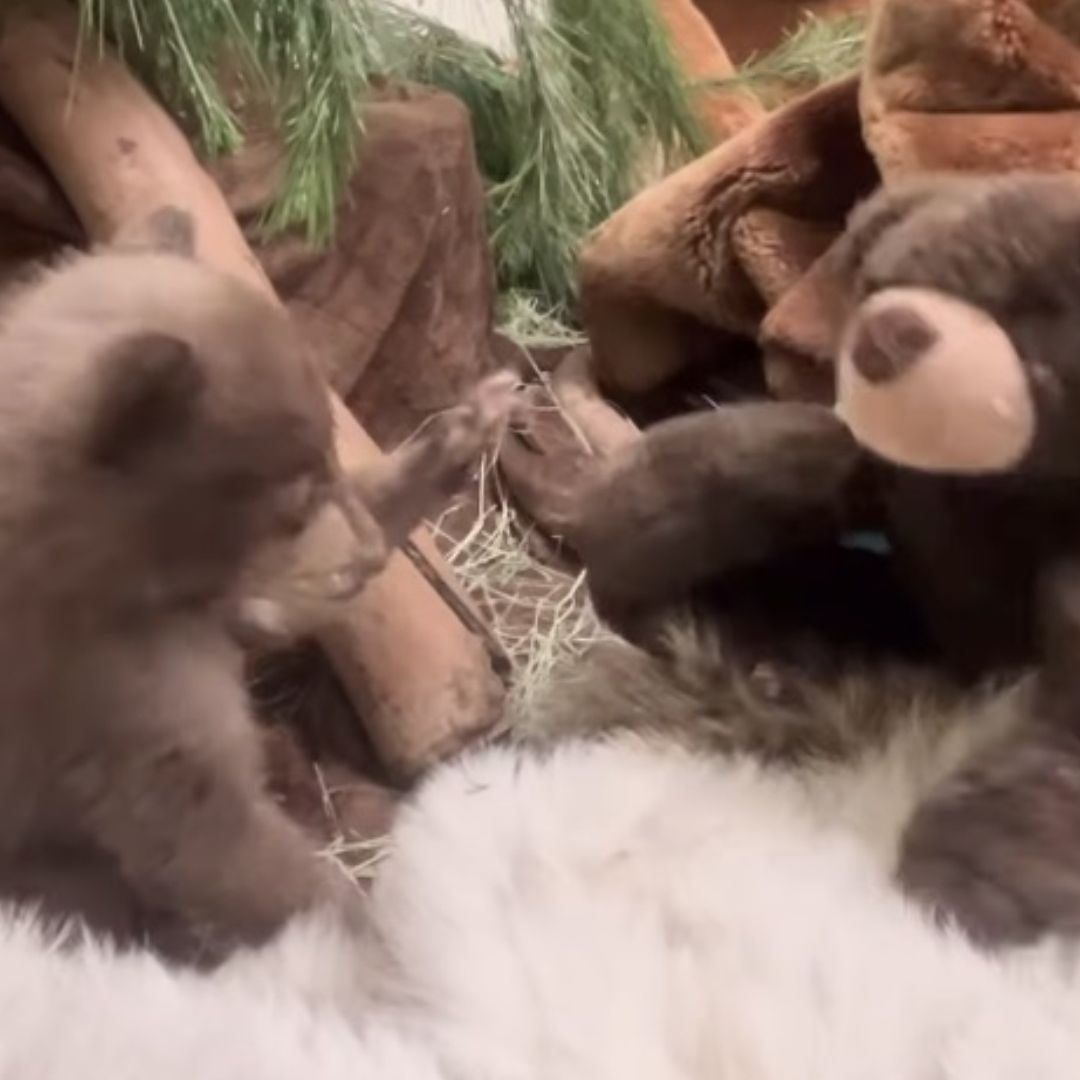 Un osezno rescatado juega con amiguitos de peluche, mientras sus cuidadores lo reintegran a su hábitat natural.