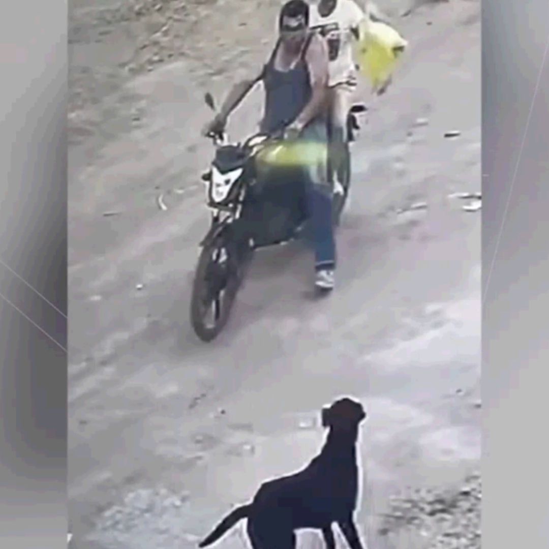 Un sujeto a bordo de una motocicleta disparó a dos perros en El Salto