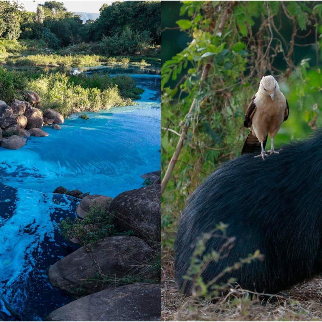 Los animales de un parque ecológico se tiñeron de azul luego de un derrame de colorante.