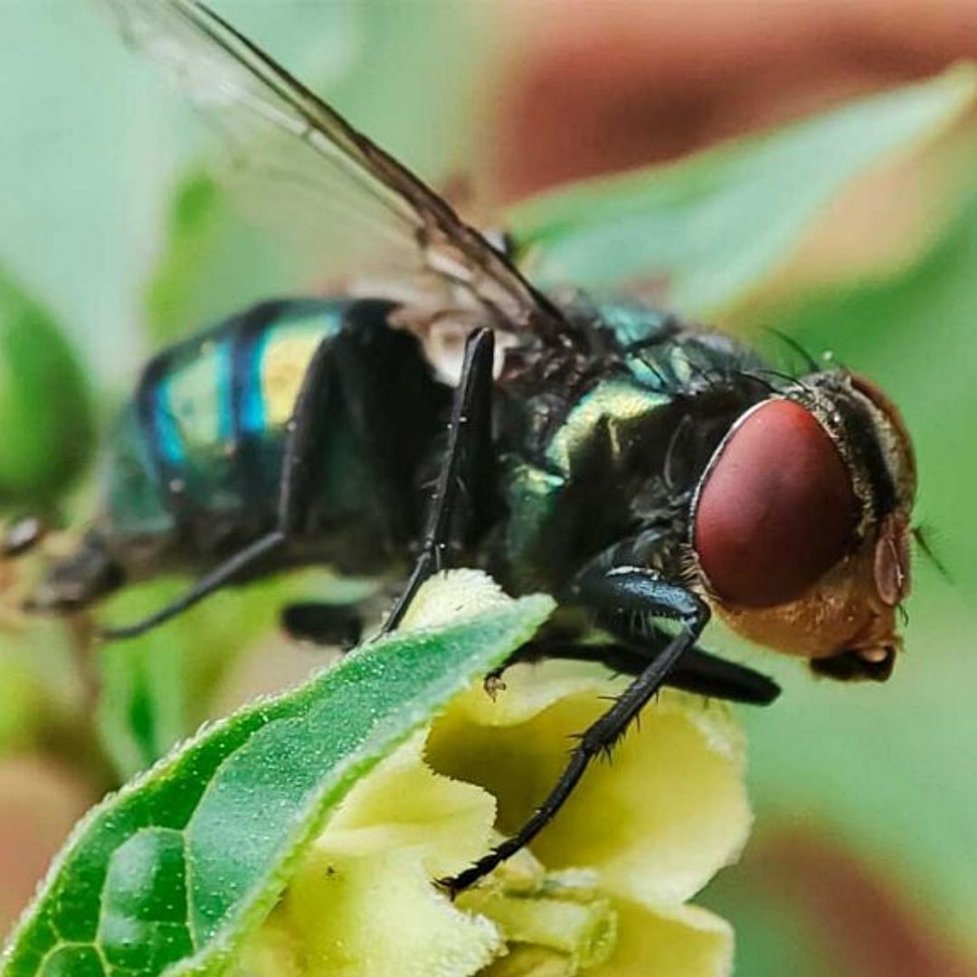 Algunas especies de moscas ponen sus huevos en heridas frescas de animales de sangre caliente