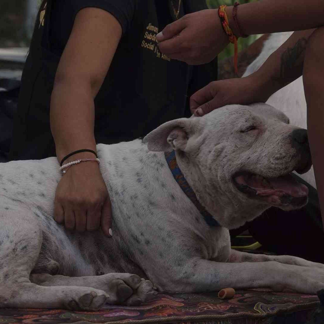 ¿El Gusano Barrenador Puede Atacar a los Perros?