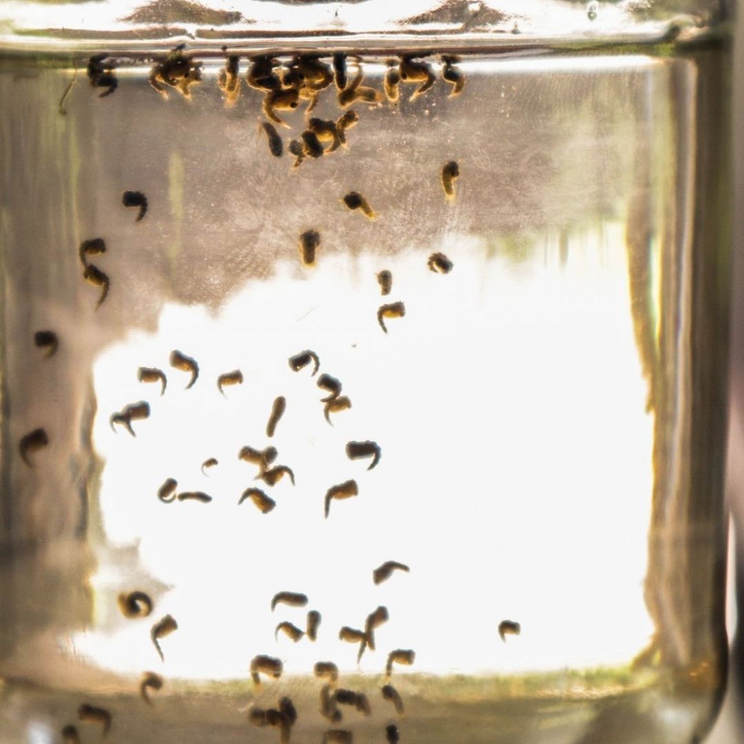 Cómo evitar contagios de dengue