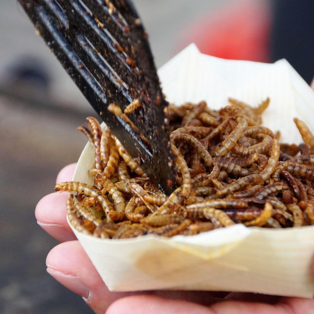 Insectos en la mano de un cocinero para comer