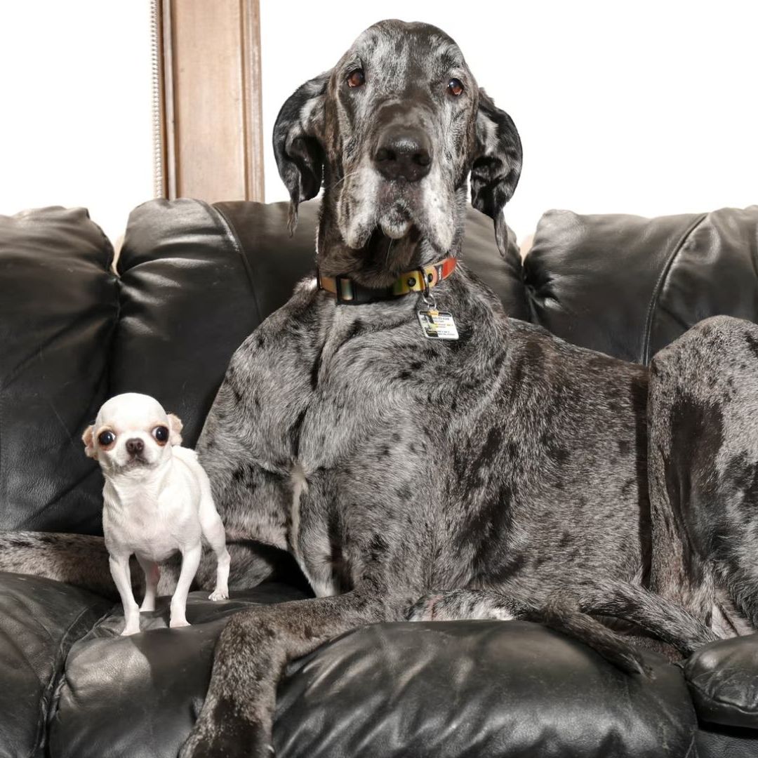 FOTOS: Así Jugaron el Perro Más Alto y el Más Pequeño del Mundo