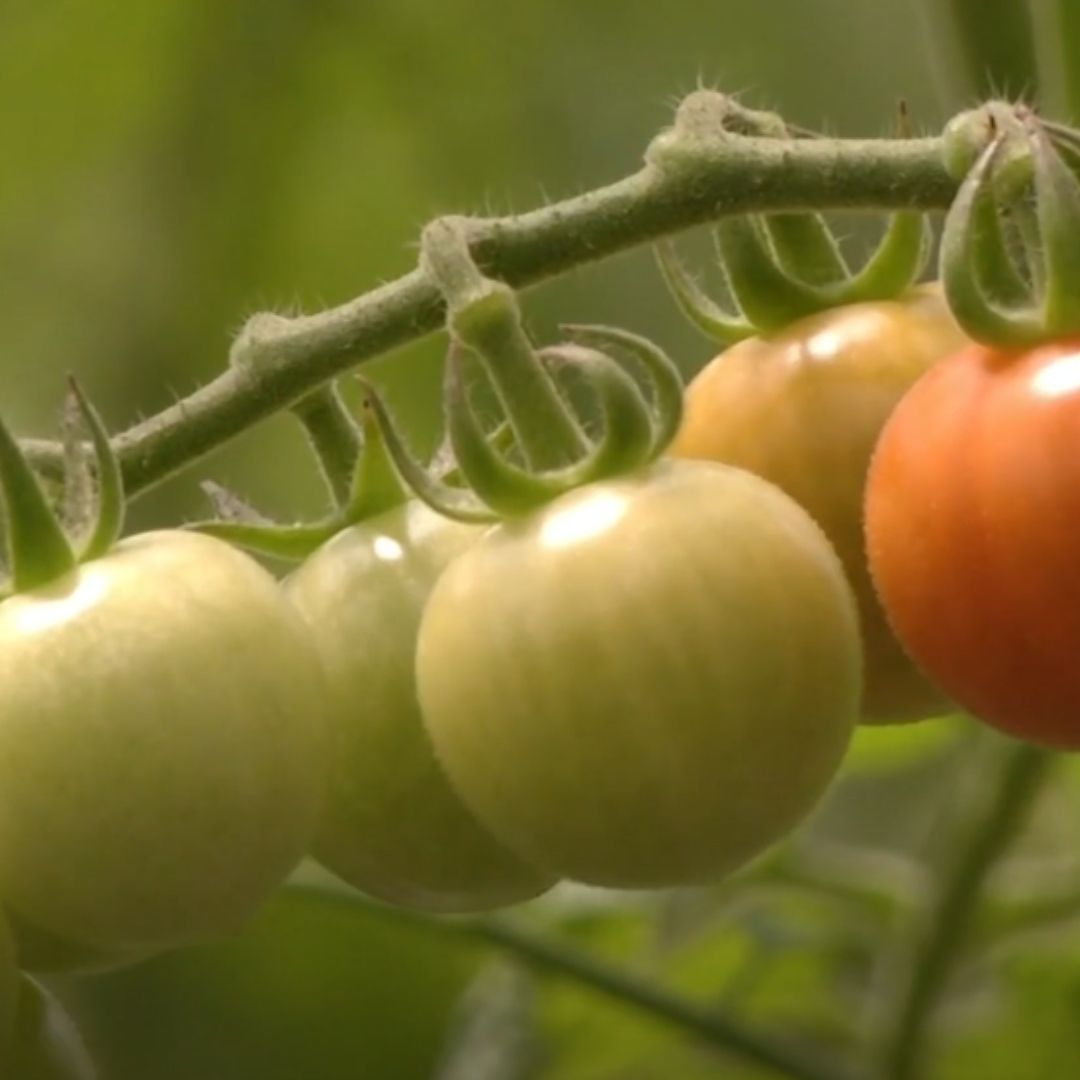 Productores de Tomate Mexicano Buscan Evitar que Impuesto Reste sus Ganancias