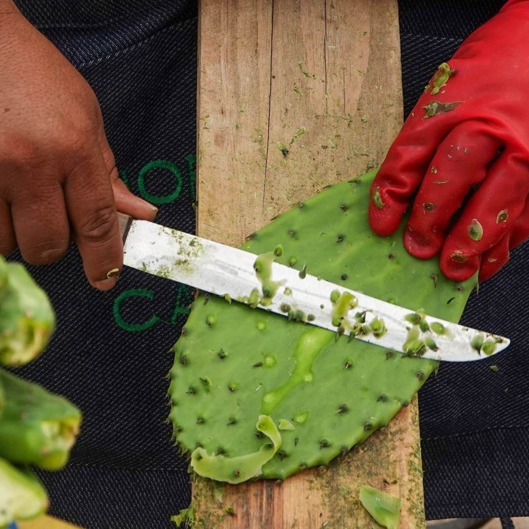 Agricultor retira las espinas a un nopal durante Feria del Nopal en CDMX el 8 de junio de 2025
