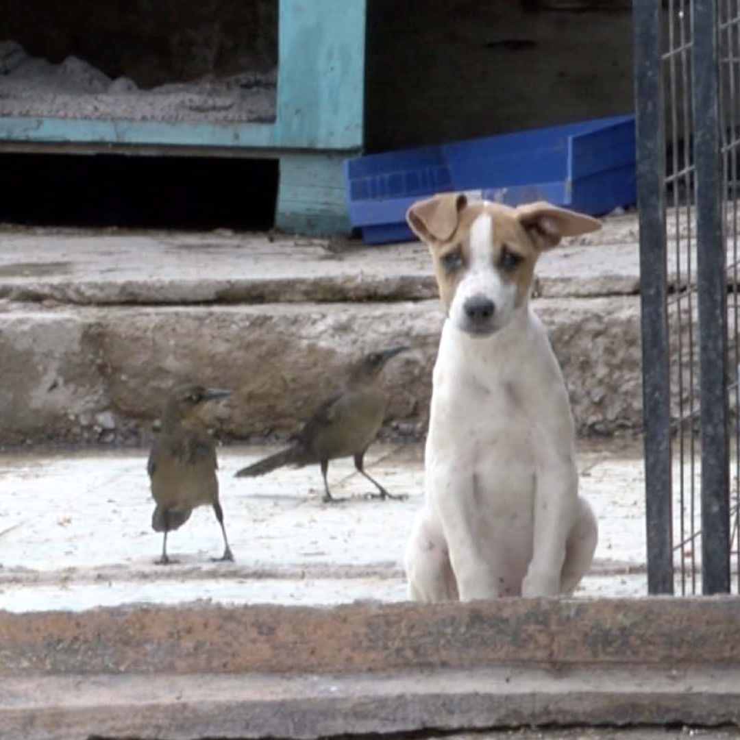 Envenenan a 5 Perros en Refugio Animal de Matamoros; 6 Mas Están Graves