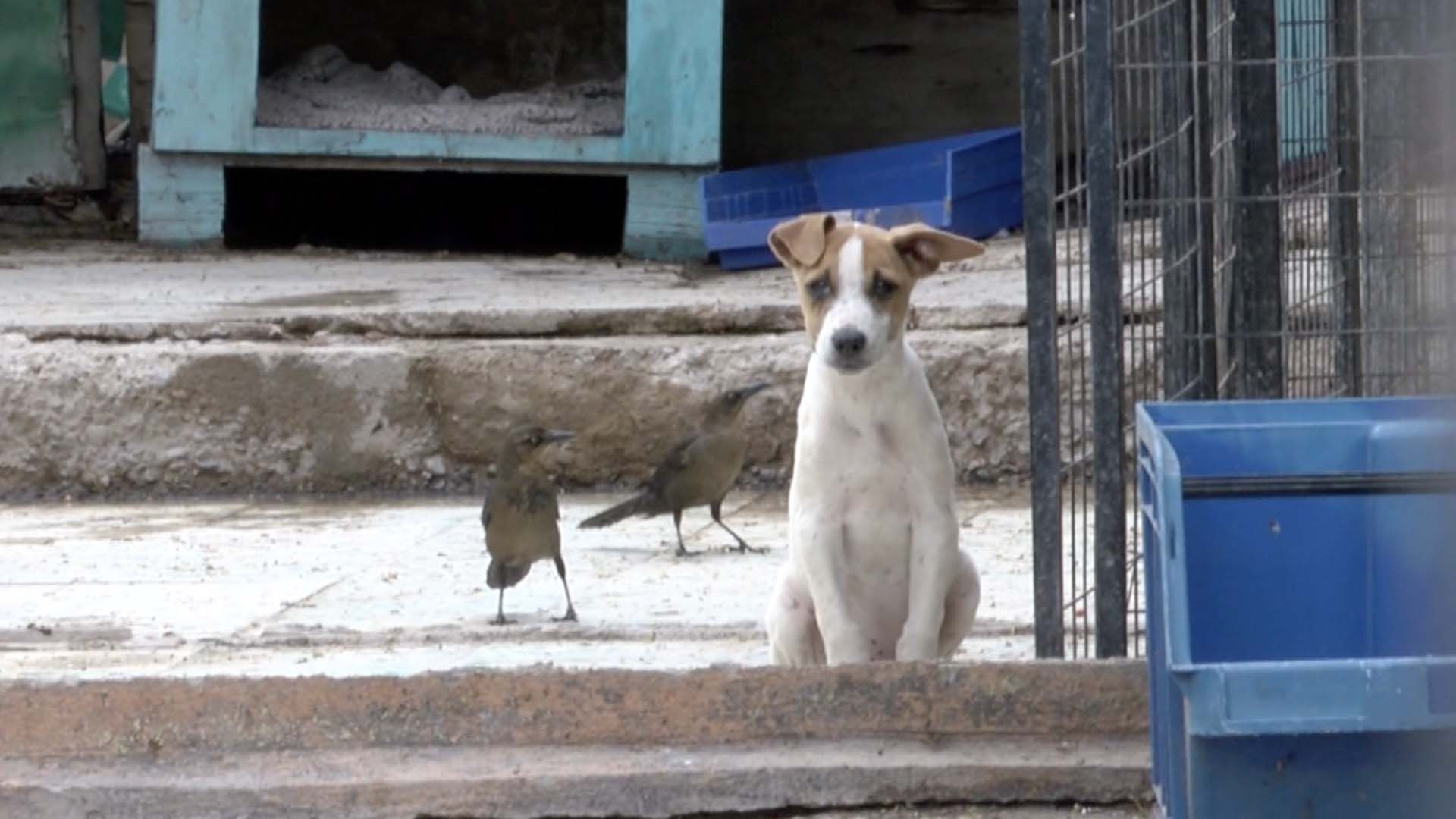 Envenenan a 5 Perros en Refugio Animal de Matamoros; 6 Mas Están Graves