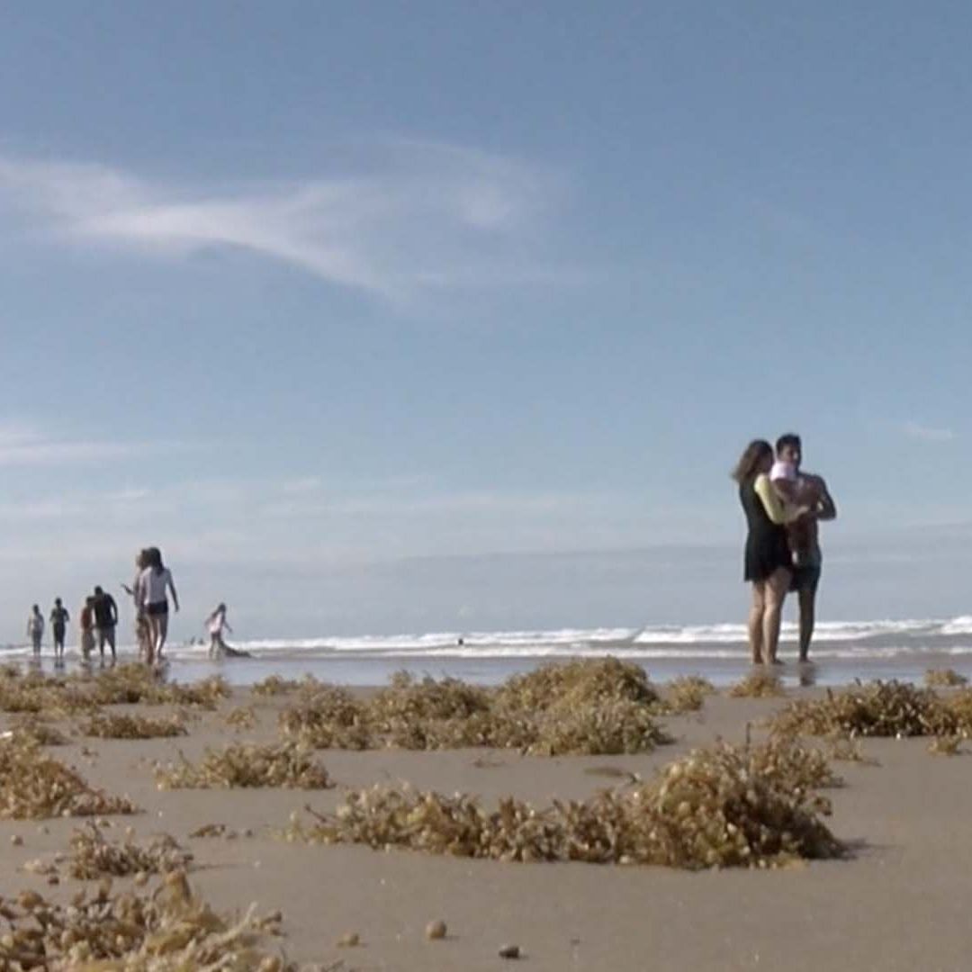 Playa Miramar Registra Sargazo Luego de Evento del Norte en Ciudad Madero