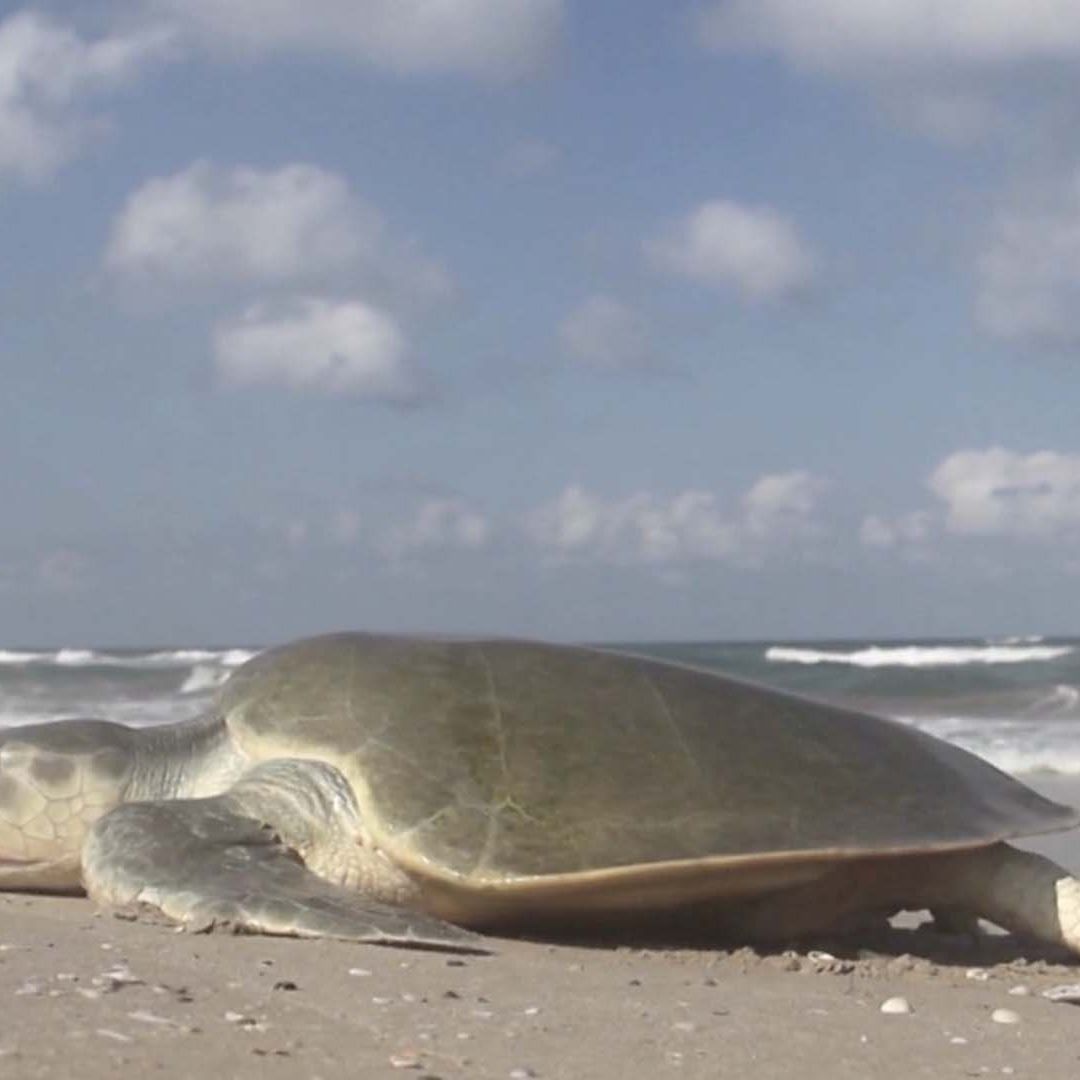 Refuerzan Seguridad por Anidación de Tortuga Lora en Playas de Tamaulipas