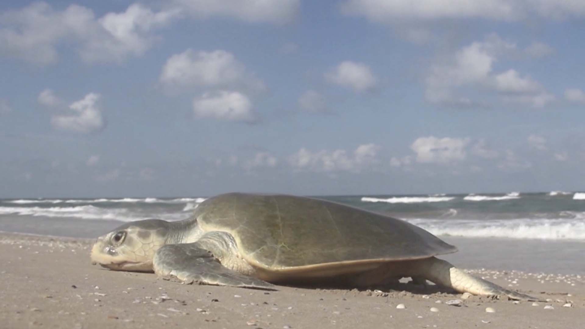 Refuerzan Seguridad por Anidación de Tortuga Lora en Playas de Tamaulipas