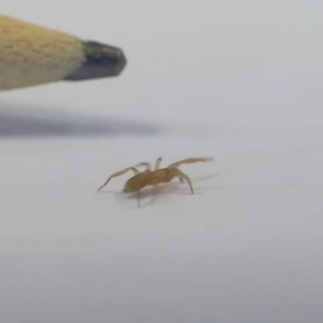 Así luce la nueva especie de araña vista por primera vez en video. Foto: X @AP