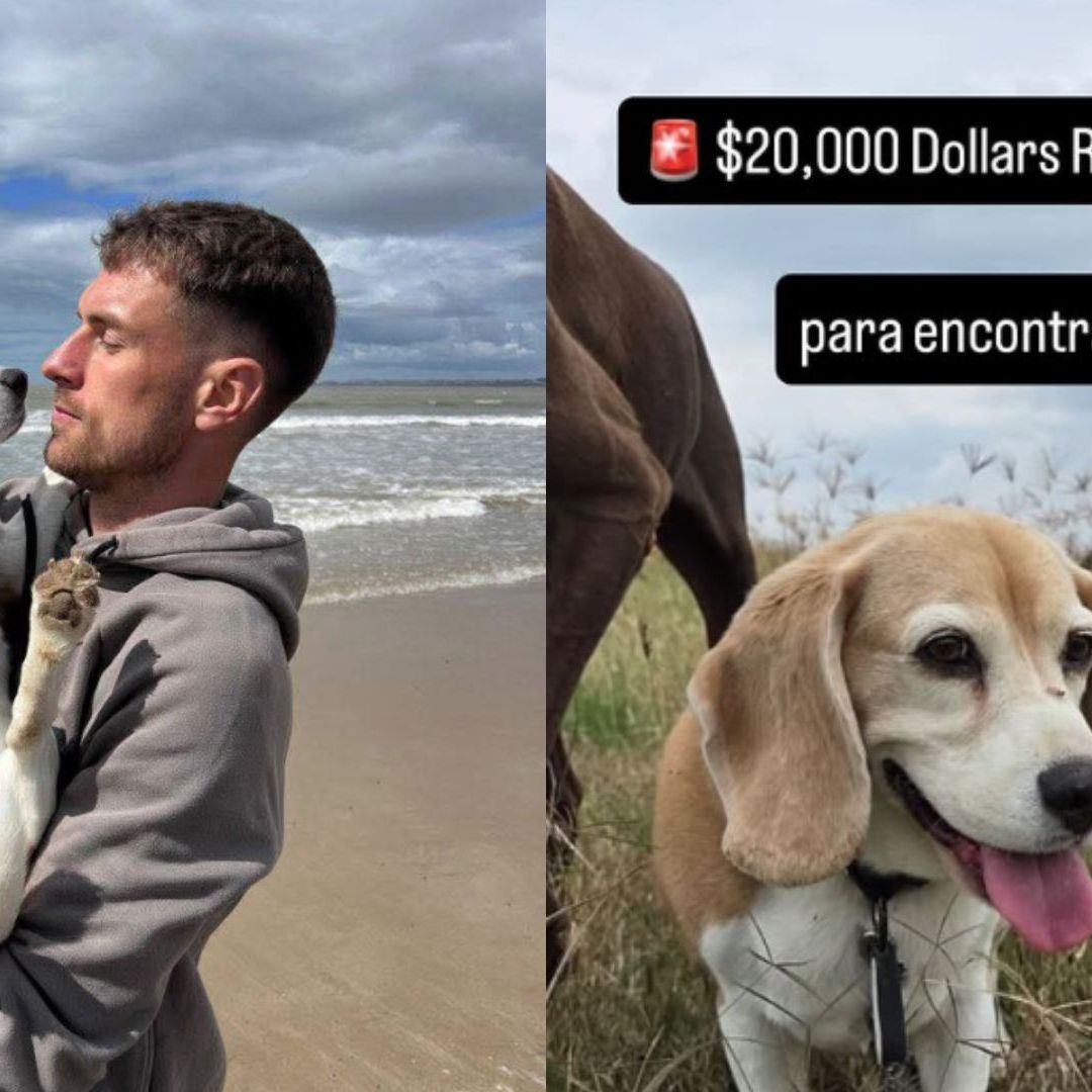 Aaron Ramsey Aumenta a Más de 367 Mil Pesos Recompensa por Perrita "Halo"; Hará Búsqueda Masiva