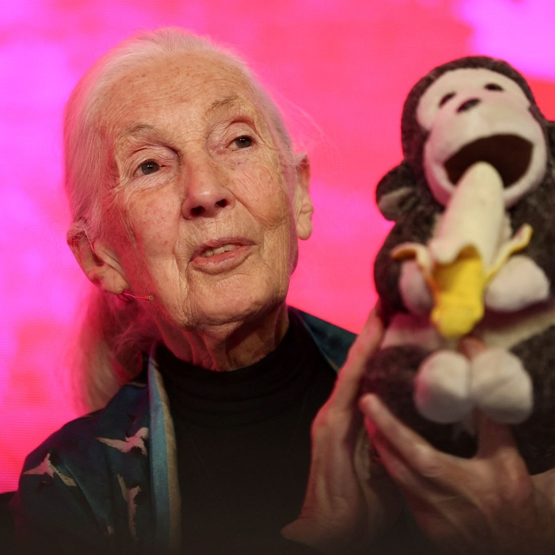 Jane Goodall, primatóloga, etóloga y antropóloga. Foto: Reuters | Archivo