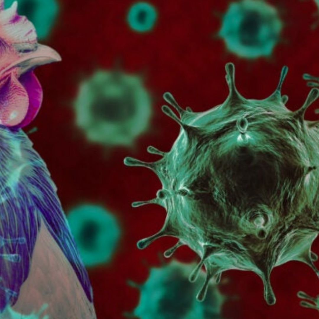 Muere Paciente que Fue Primer Caso de Gripe Aviar H5N5 en el Mundo
