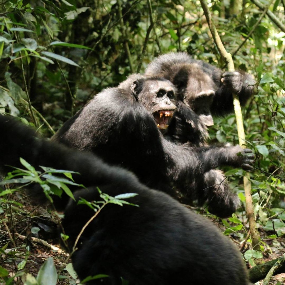 ¿Cómo la Violencia entre Dos Grupos de Chimpancés Puede Mostrar los Conflictos Humanos?