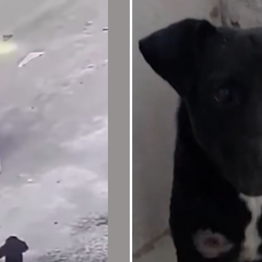 Piden Justicia para “Bubu”: Motociclista Balea a Perro Callejero por Ladrarle en Jalisco
