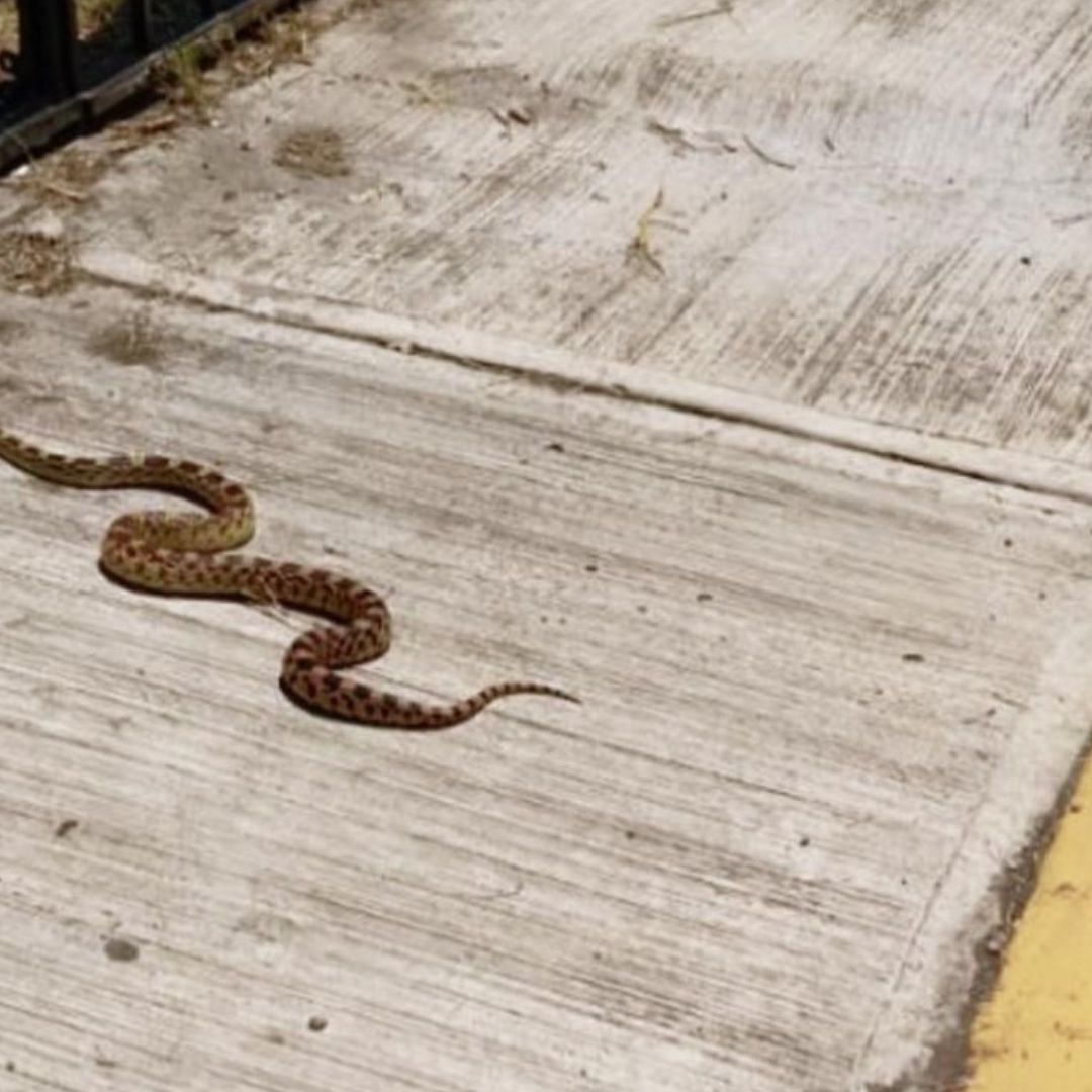 Serpiente No Venenosa Hallada Cochera Calle Santa Elena Cuautlancingo Puebla