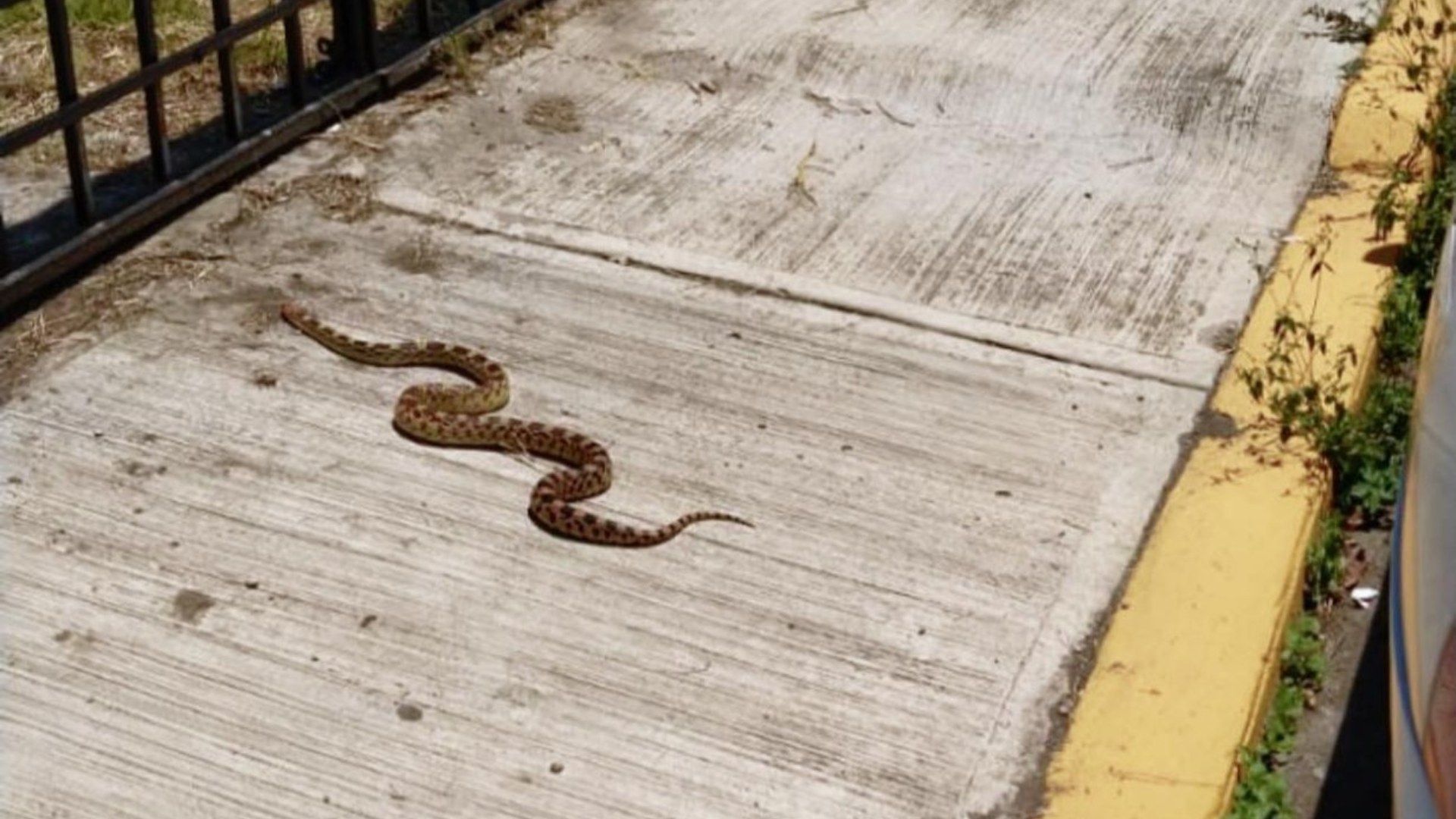 Serpiente No Venenosa Hallada Cochera Calle Santa Elena Cuautlancingo Puebla