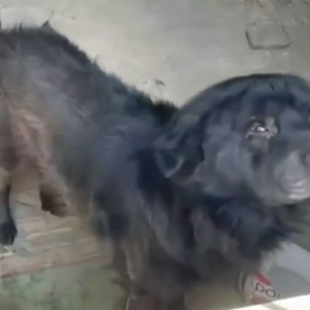 Vecinos de Barrio Arriba en León Piden Ayuda para Rescatar al Perrito Choco