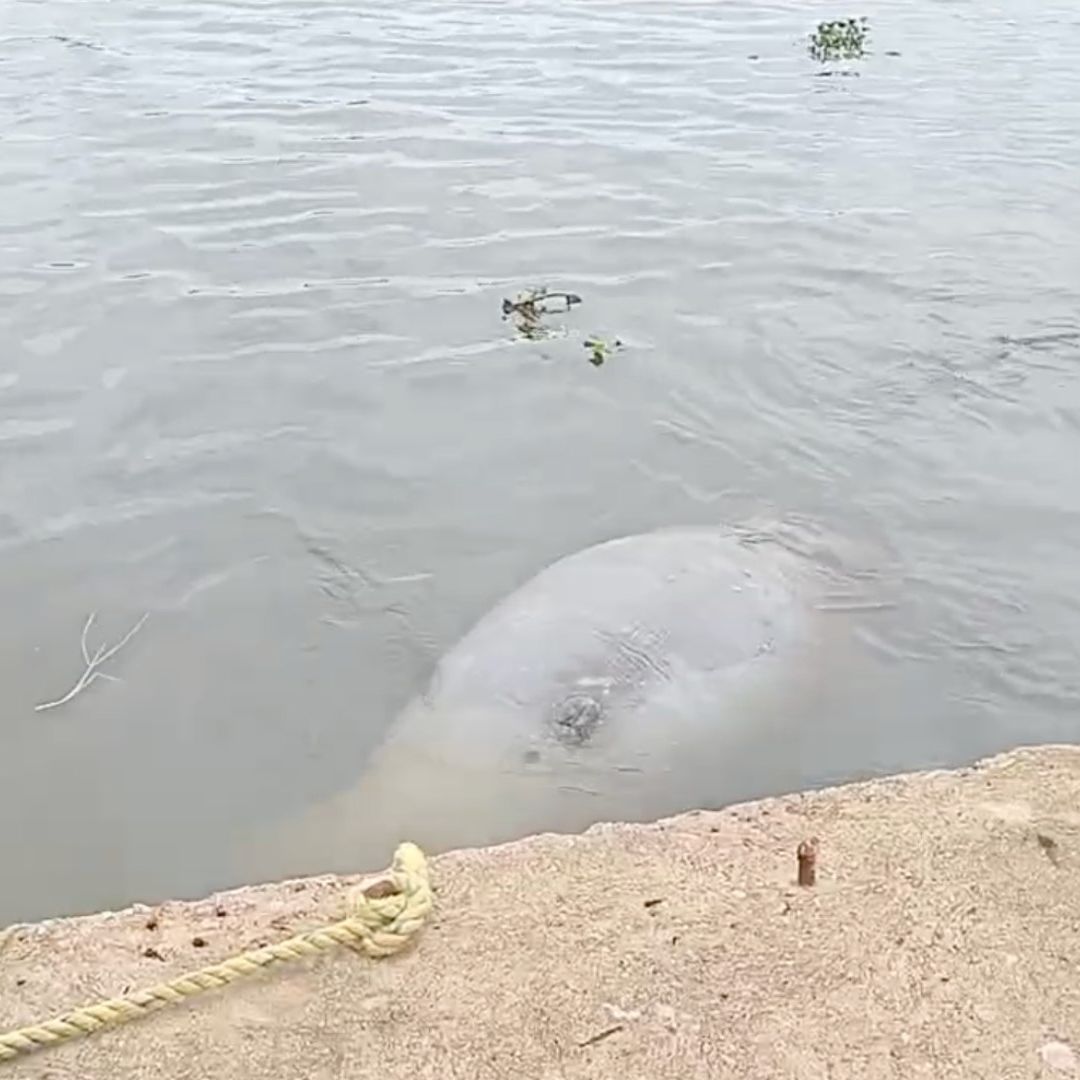 Manatí muerto flotando en Río Coatzacoalcos