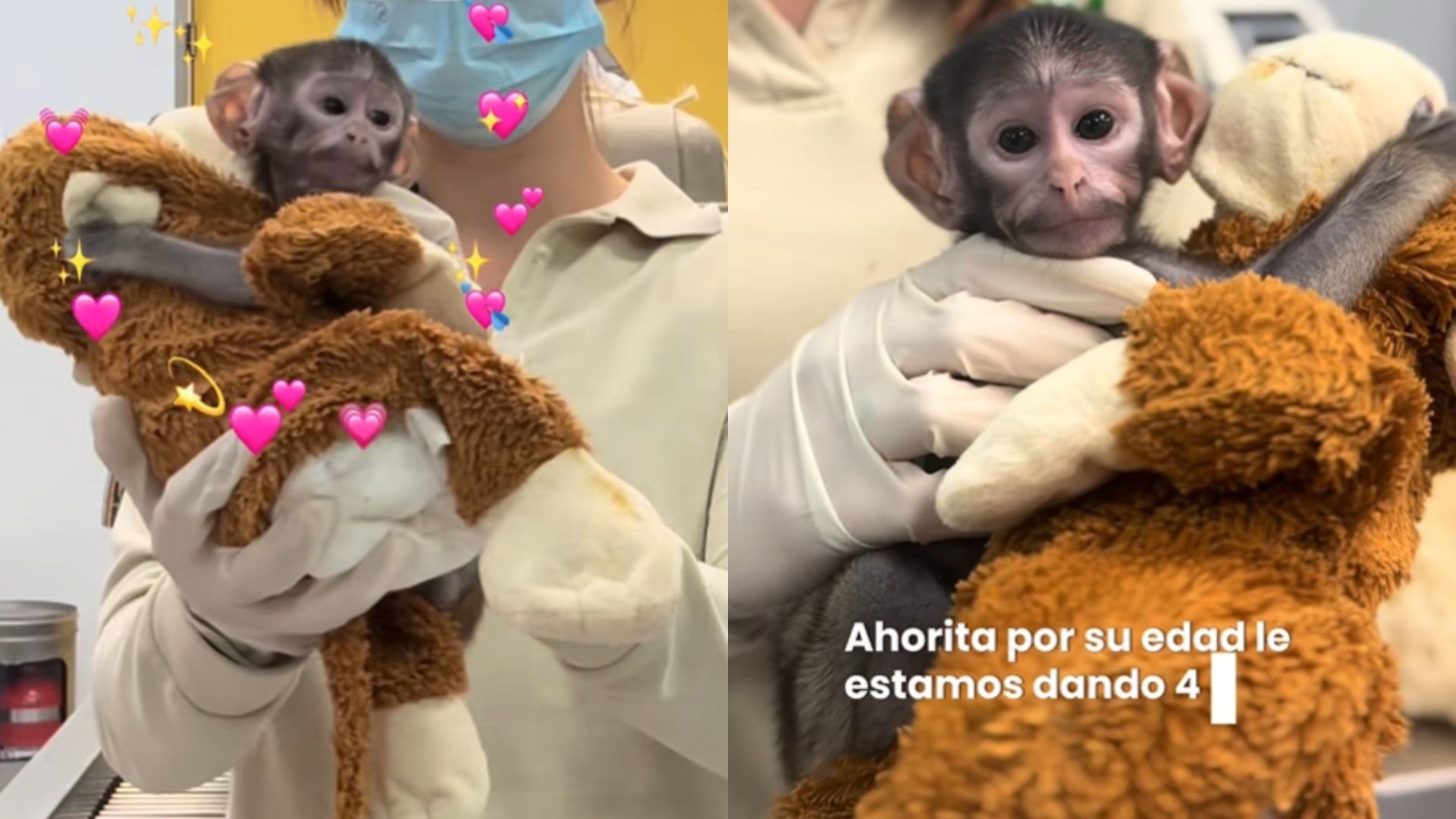 ¿Como 'Punch'? Enternece Historia del Mono 'Poncho de Jesús', Nacido en Zoológico de Guadalajara