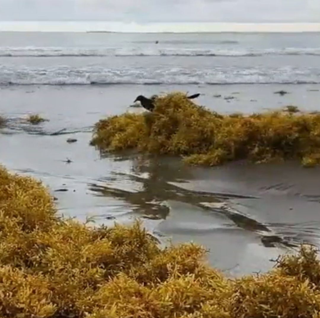 Sargazo Afecta a Prestadores de Servicios en Boca del Río, Veracruz