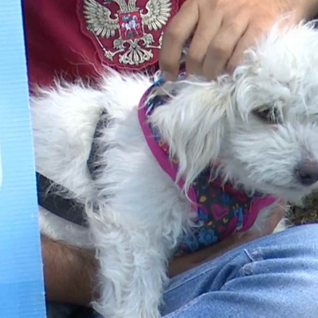 Detectan Gusano Barrenador en Perro en El Marqués