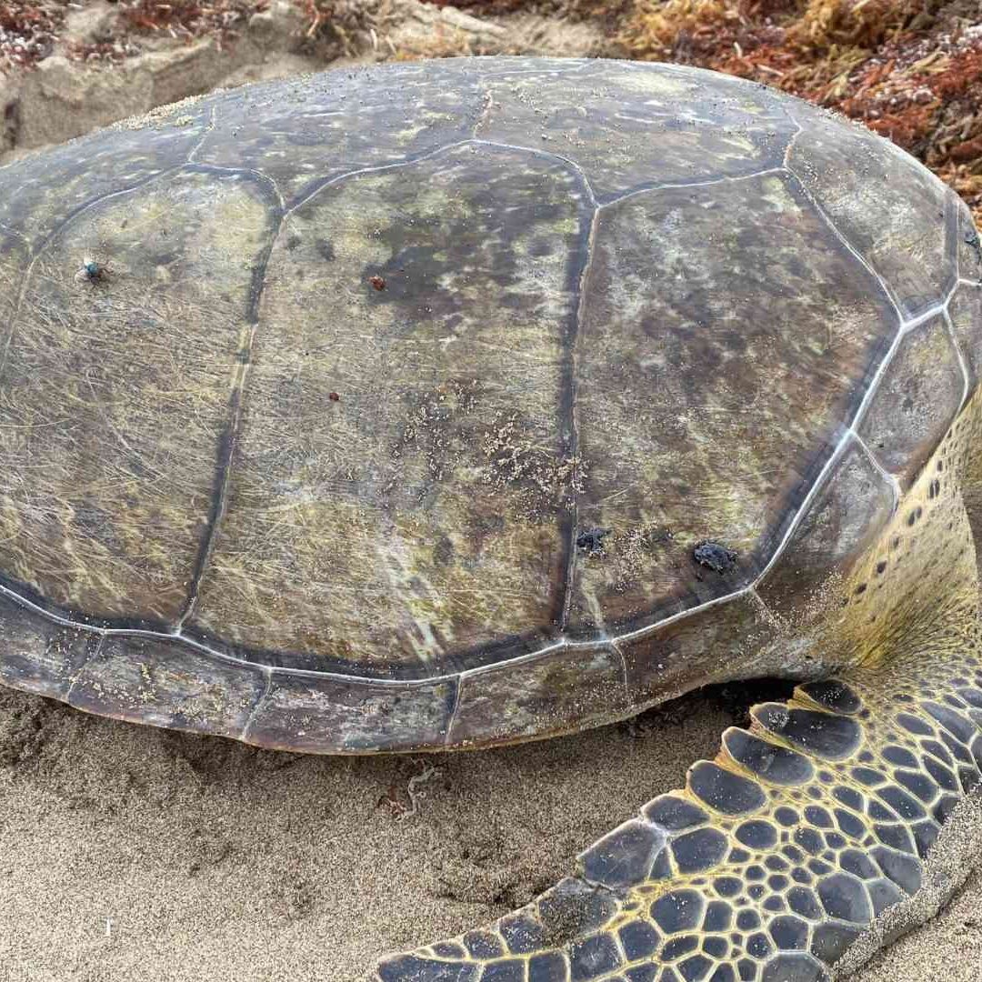 Aparece Tortuga Lora Muerta en Agua Dulce Veracruz Ejido Tortugero