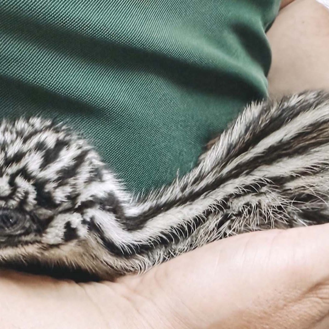 Nacen Dos Emús en el Zoológico Tamatán de Ciudad Victoria por Incubación Artificial