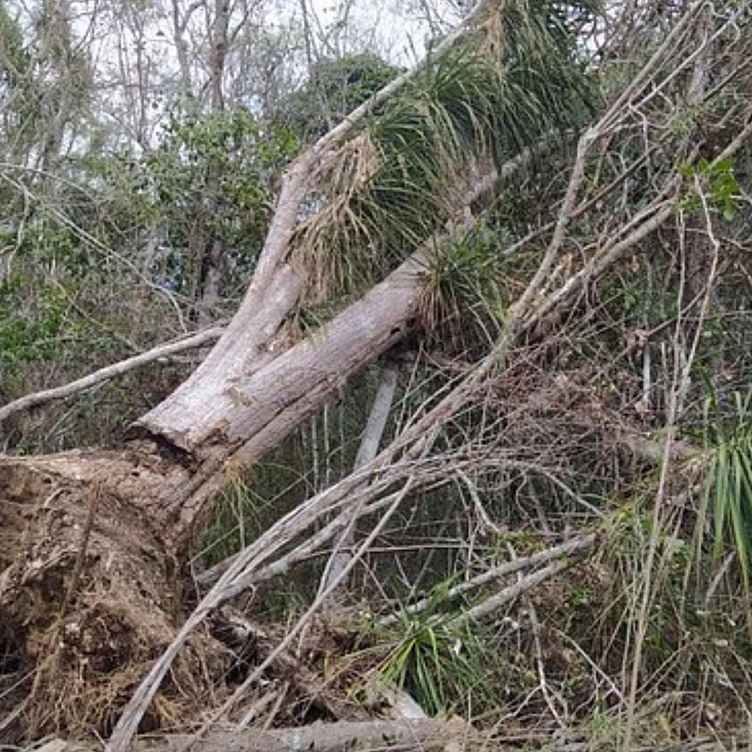 Vegetación removida en Área Natural Protegida de la Reserva de la Biosfera Calakmul. Foto: Profepa