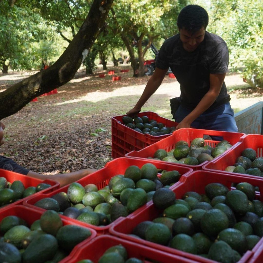 Podcast N+ | Frena EUA Compra de Aguacate Mexicano, Plan Migratorio de Biden y Nvidia
