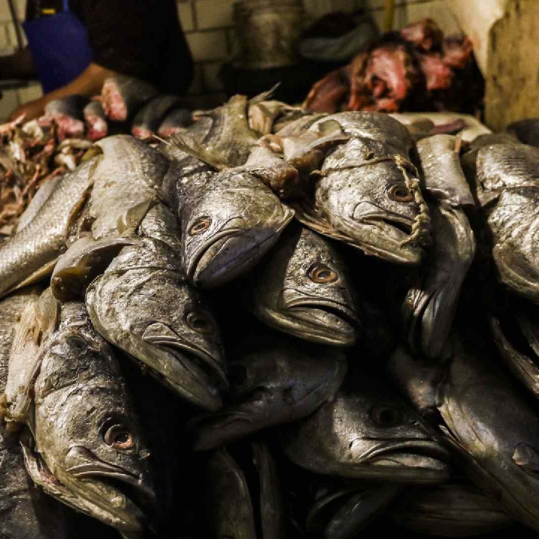 Qué Es el Nodavirus. Foto: Cuartoscuro