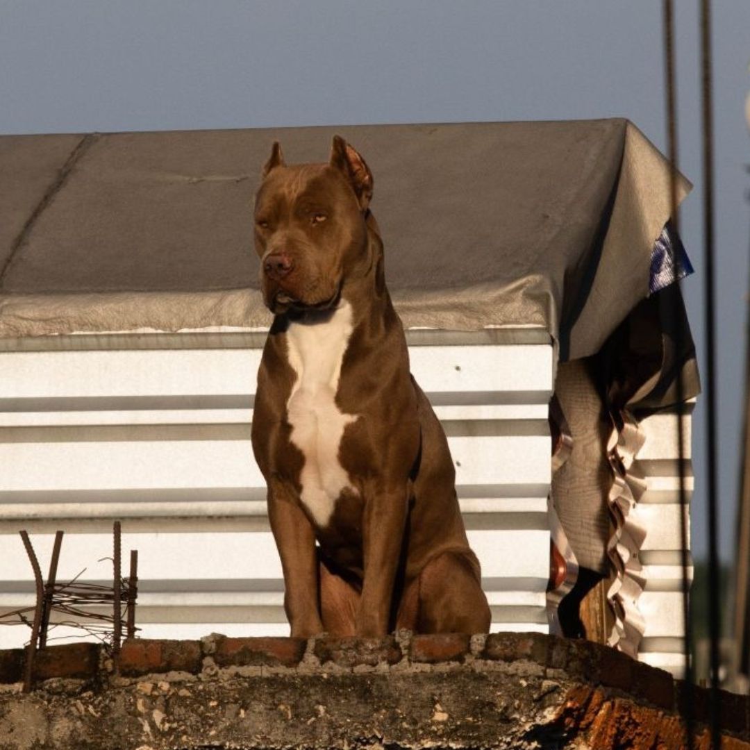 Propietarios Deberán Contar con Licencia para Tener Animales de Compañía ‘Peligrosos’ en Tecate