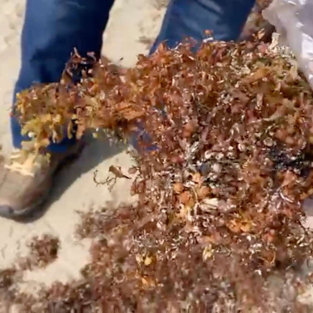 Recala Sargazo e Hidrocarburo en Playa de Coatzacoalcos al Sur de Veracruz