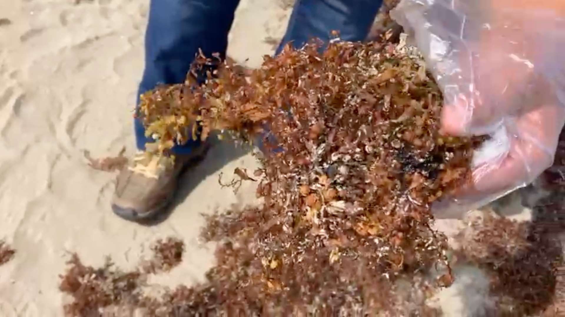 Recala Sargazo e Hidrocarburo en Playa de Coatzacoalcos al Sur de Veracruz