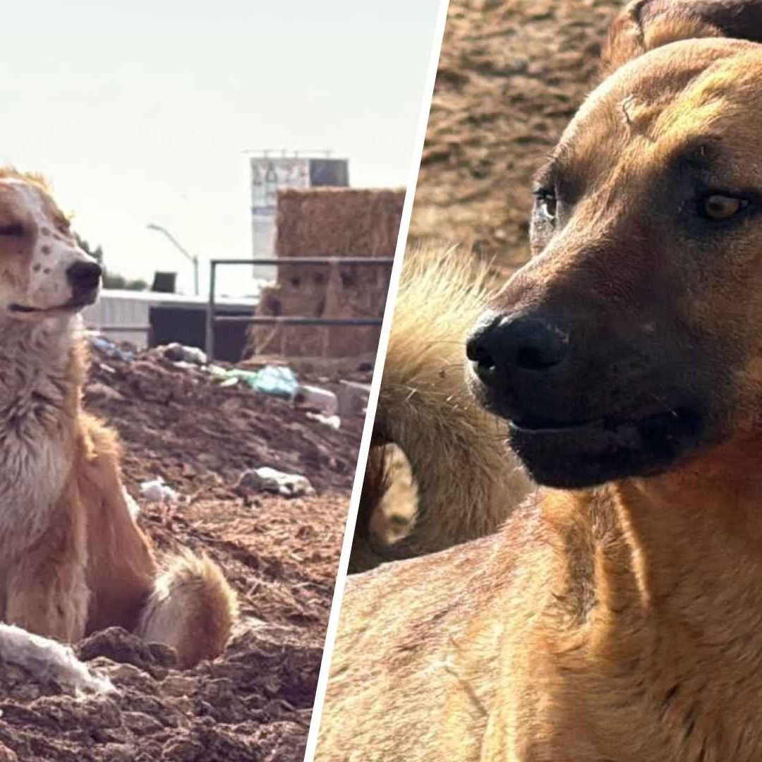 Asegura Bienestar Animal a Perros Presuntamente Involucrados