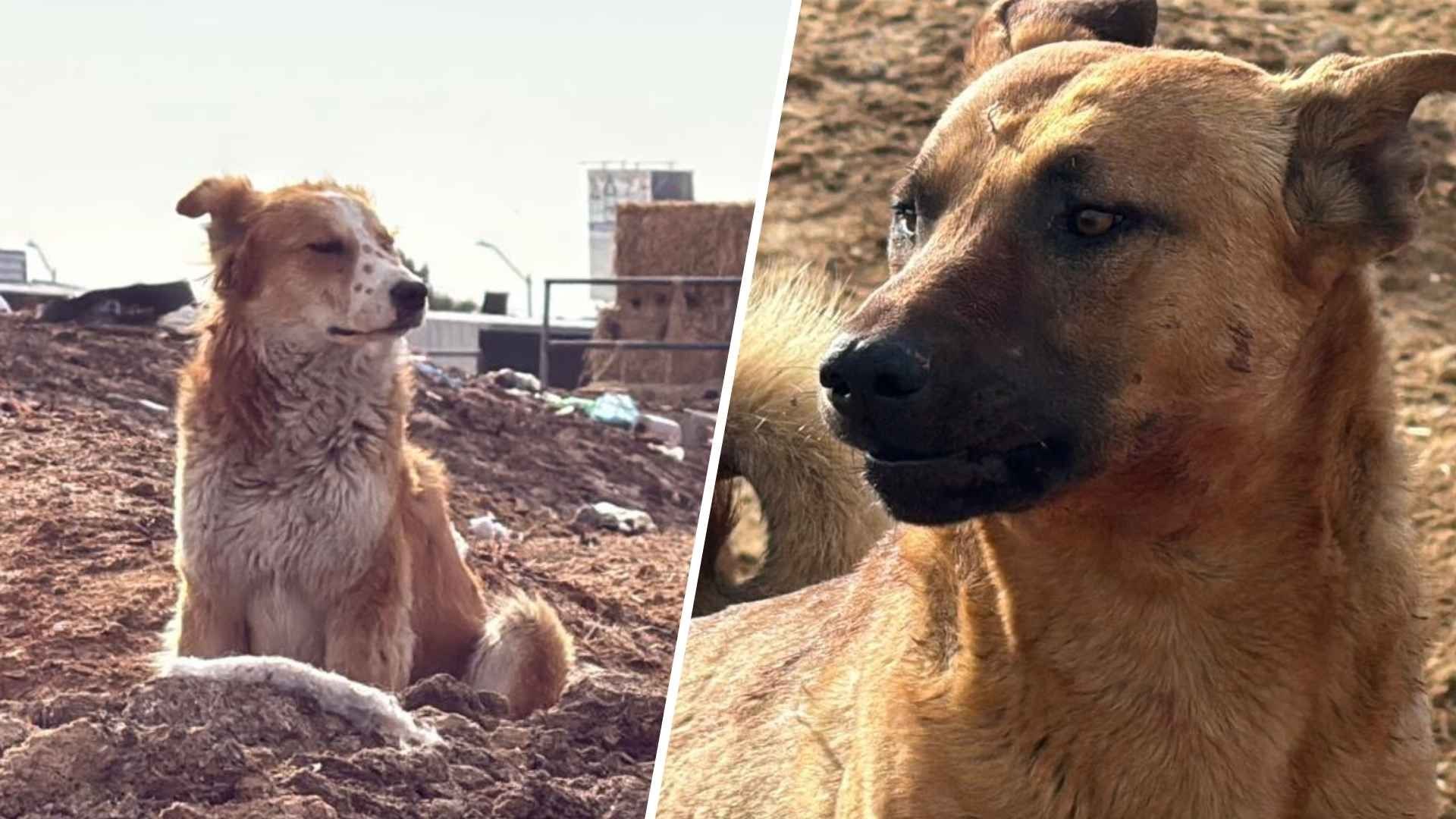 Asegura Bienestar Animal a Perros Presuntamente Involucrados